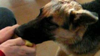 preview picture of video 'German Shepherd eating apple'