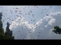 Thousands Of Bats Flying During Daytime ViralHog