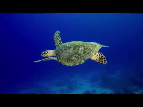 Beneath the Sea Surface