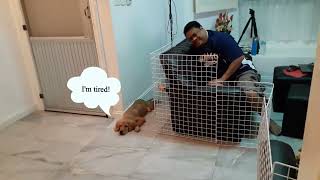 Cute Dog Playtime (Fetch) | ROCKY