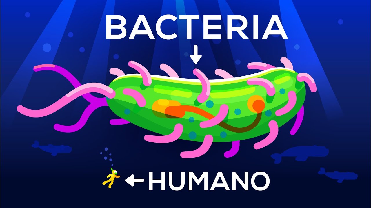 ¿Hasta qué tamaño puede llegar una bacteria? Vida y tamaño 3