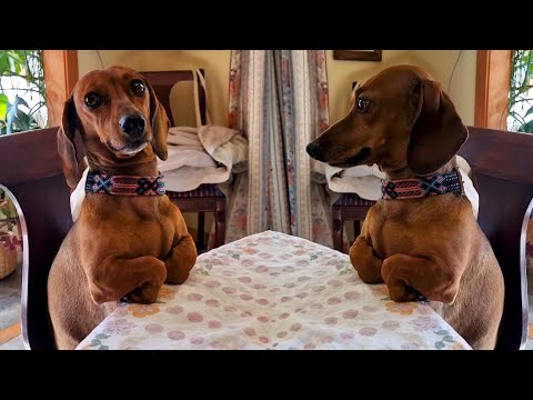 #43 Die besten Videos 2025 || ✪ Stern DuTube