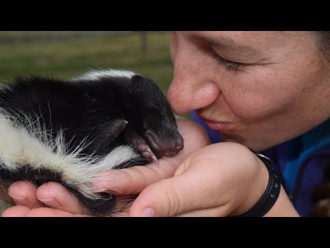 Best Pet Skunk Moments