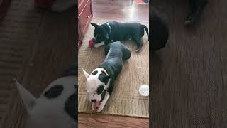 Video preview image #1 Bulldog-Unknown Mix Puppy For Sale in Hillsboro, NH, USA
