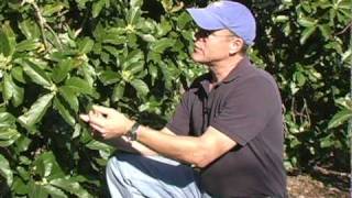 A08 Simmonds avocado disease discussion in late winter