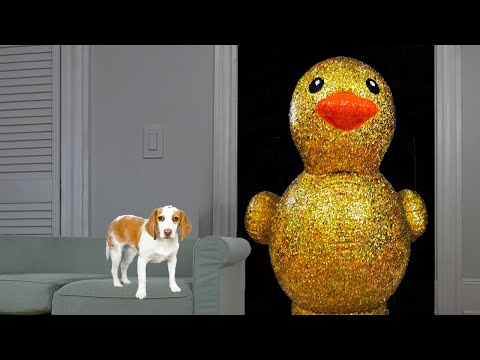 Puppy Surprised with Giant Golden Rubber Duck! Cute Puppy Dog Indie Gets Epic Rubber Ducky Surprise