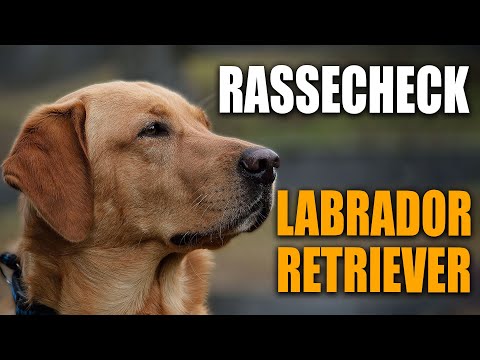 Labrador Retriever - Rasseportrait, Rassebeschreibung - Stadtfelle Rassecheck