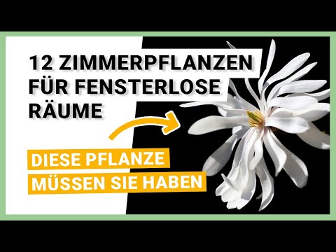 , title : '12 Zimmerpflanzen für fensterlose Räume'