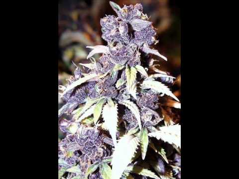 Schranz Militia vs Mr Hades - Hand on the Glock (HQ)