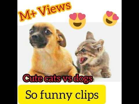 New Cute cats vs dogs funny fights  | funny animal fights | cute pet compilations - cats and dogs