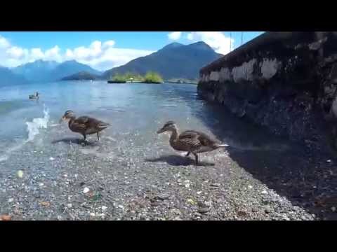 anatre pazze sul lago di Como