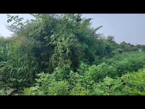  14 Acre Agricultural/Farm Land for Sale in Parseoni, Nagpur
