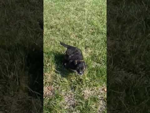 Robin F1B Micro Mini Bernedoodle