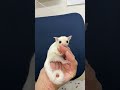 フクロモモンガのYouTubeサムネイル画像