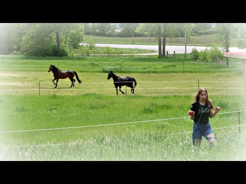 TROUBLE IN THE HORSE FIELD! Day 153 (05/31/20)