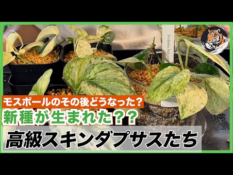 園芸 ホロホロヒョウモン、タゲリの卵、メレアガー、チェッカーボードヒョウモン、コシグロレ、マーシュチューリップ