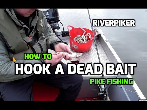 How to hook a dead bait for pike
