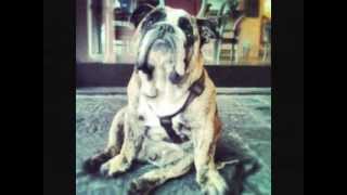Bulldog for Life!