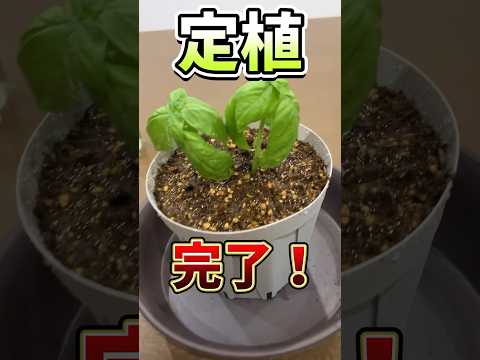 園芸 バジルに関するよくある質問