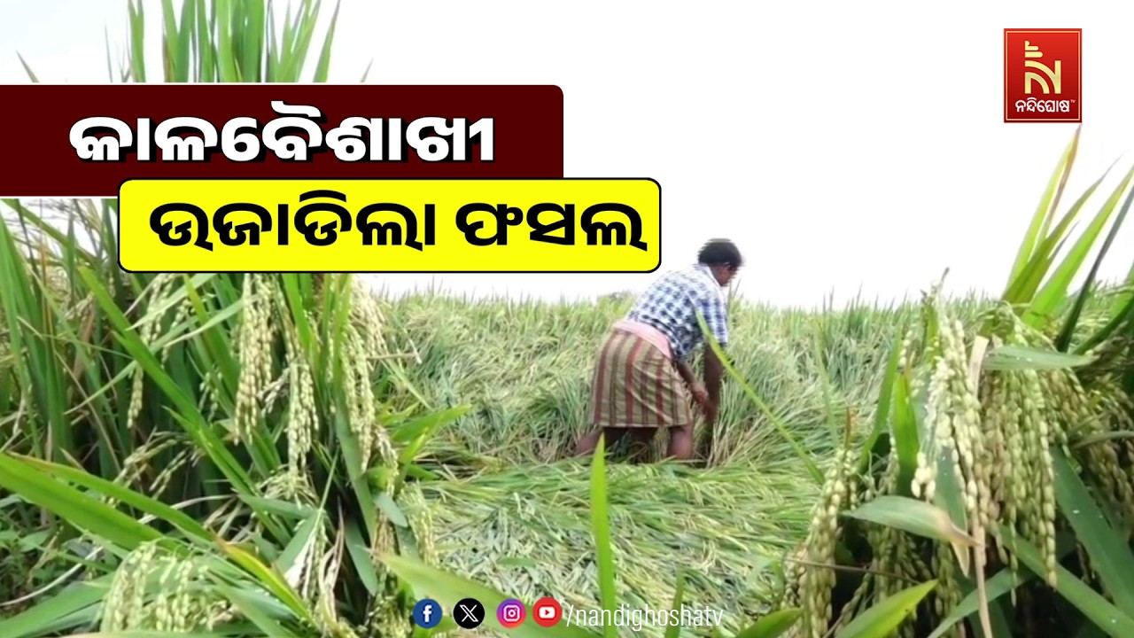 🔴 Live | କାଳବୈଶାଖି ଉଜାଡିଲା ଫସଲ