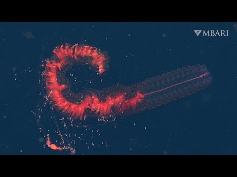Spectacular Deep-Sea Siphonophore