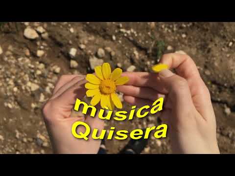 Quisera video