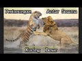 Kucing Kucing Besar Bertarung Berebut Wilayah