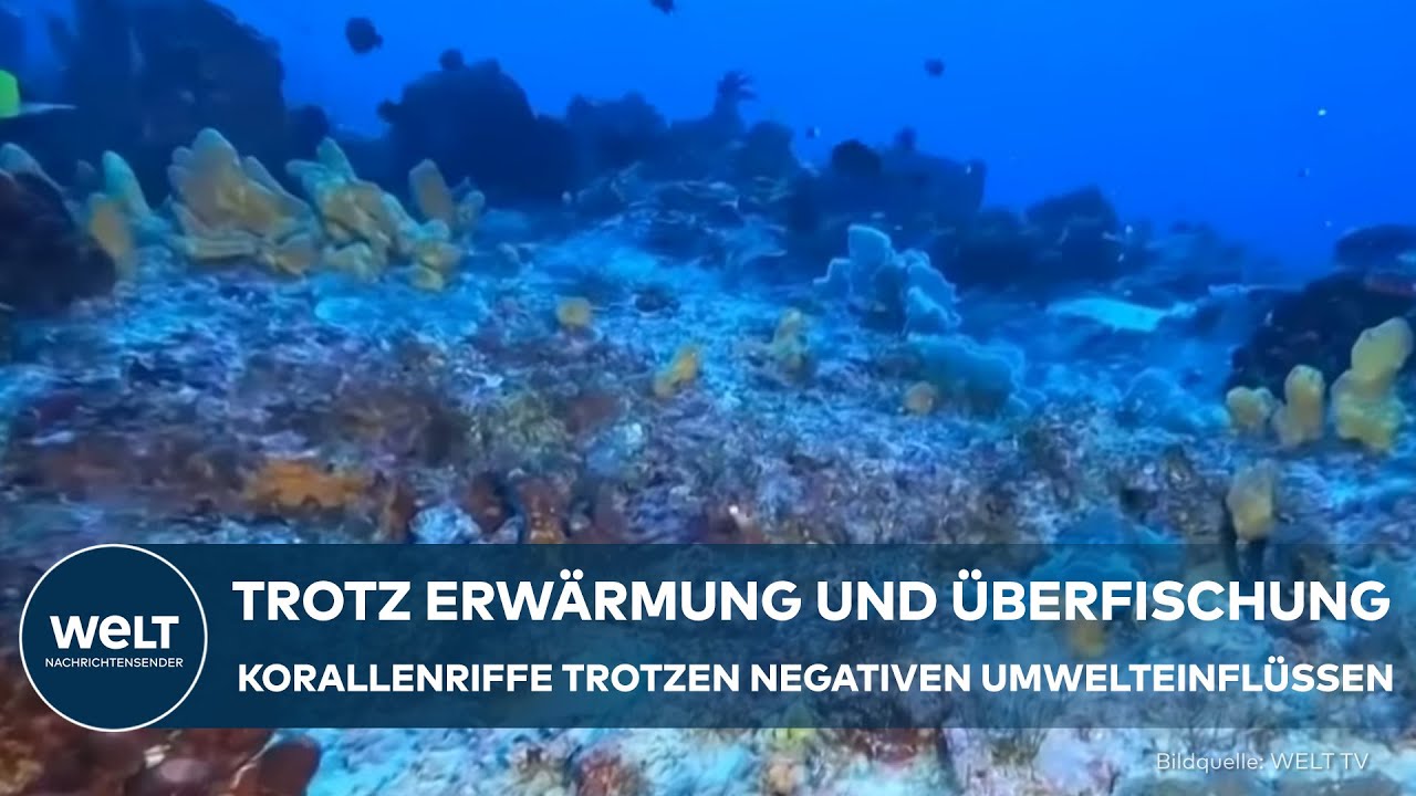 INDISCHER-OZEAN: Forschung enthüllt! Korallenriff trotzt negativen Umwelteinflüssen!