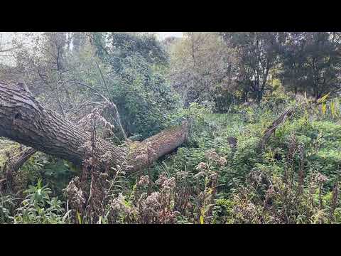 Dunakeszi tőzegtavak