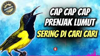 Download lagu MASTERAN SOGON CAP CAP PRENJAK LUMUT PANJANG #sogon #sogongacor #sogokontong  mp3