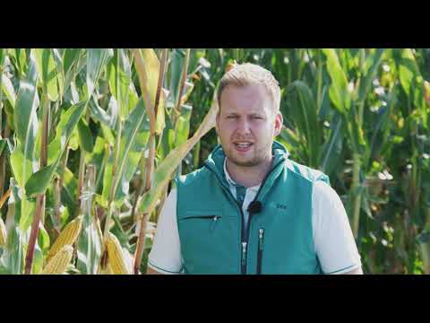 JAKLEEN - Wer wa(a)gt, gewinnt