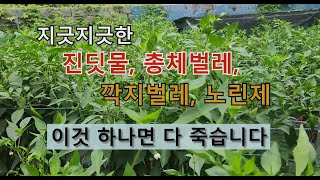 지긋지긋한 진딧물 총체벌레 깍지벌레 응애 노린제 이것 하나면 다 죽습니다. #병충해 방제 #친환경 농약.