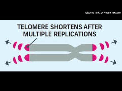 Telomeres The real Keys to Anti-aging Podcast