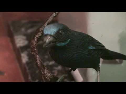 EU ACORDEI UM DIA - CRISTINA TATI - FLOR DE JAGUBE