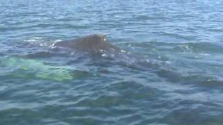 preview picture of video 'Whales in Trinity Bay, 2009'