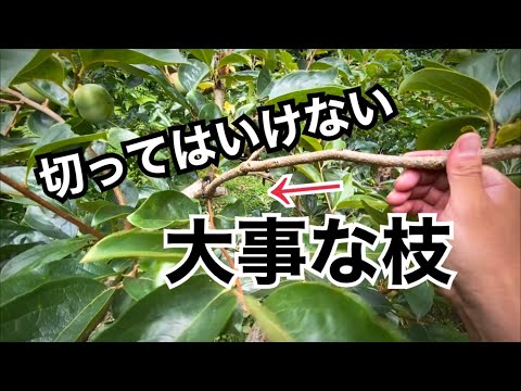 柿の木、柿梅 植物
