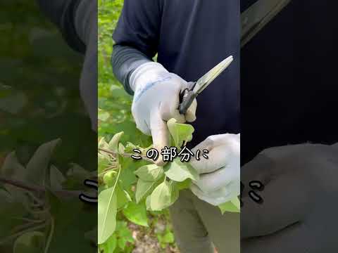 果樹を遅霜から守るにはどうすればよいですか？魔法のヒントとコツ！  庭園