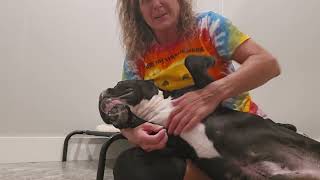 Video preview image #1 American Staffordshire Terrier Puppy For Sale in Dellslow, WV, USA