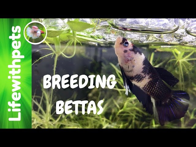 Breeding Our Betta Fish (Episode 1)