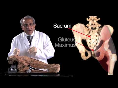 The Gluteal Region - Anatomy Tutorial