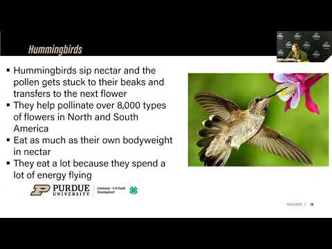 Spring Fest at Home: The Importance of Pollinators, Ag + STEM