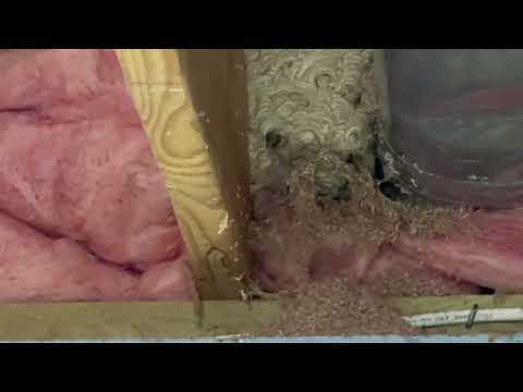 Yellow Jackets Living in the Crawl Space in West Windsor, NJ