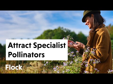 Are We SAVING the RIGHT BEES? Create a GARDEN For SPECIALIST POLLINATORS — Ep. 128