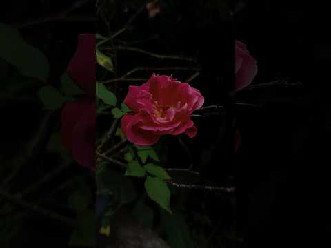 Red 🌹 rose flower #redrose #srilanka #travel #nature #naturesl #all #love #fly #flowers #follow #the