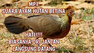 Download lagu MP3 Suara Ayam Hutan Betina Terbaru mp3