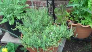 preview picture of video 'Stacie's Square Foot Garden Update June 7 2012 Update June 7, 2012.MP4'