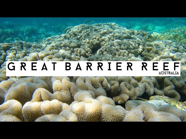 GREAT BARRIER REEF SNORKELING | GOPRO