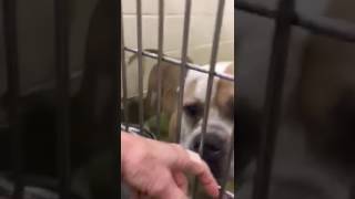 Nice and Sturdy Boy in Kennel!