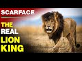 Legendary Lion Scarface The Story Of His Scar The Rise Fall Of World Famous Lion