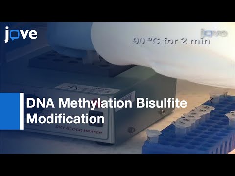 DNA Methylation Bisulfite Modification And Analysis
